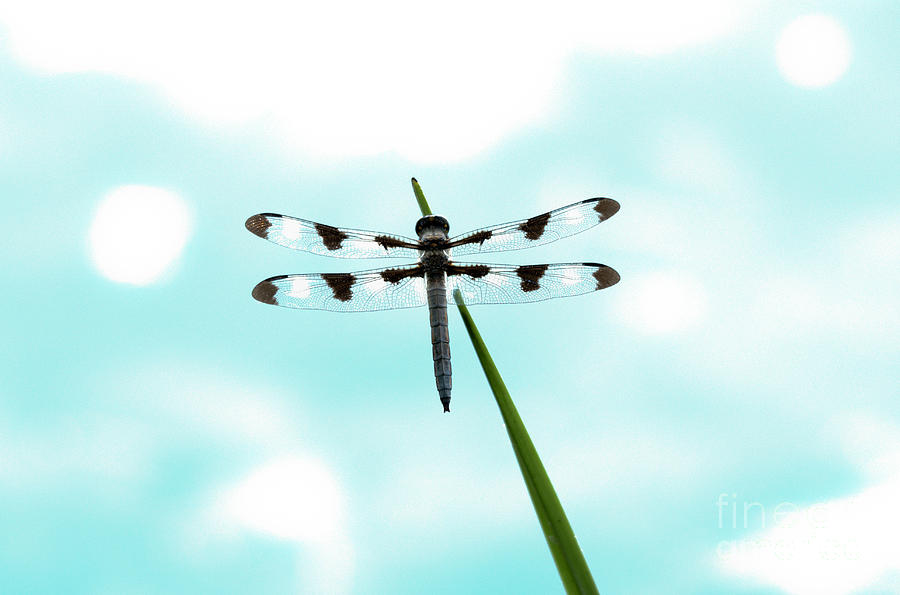 Gorgeous Dragonfly Photograph by Cheryl Baxter