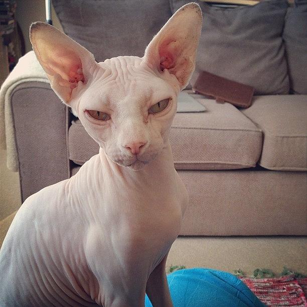 Cat Photograph - Gorgeous Gee #sphynx #cat by Samantha Charity Hall