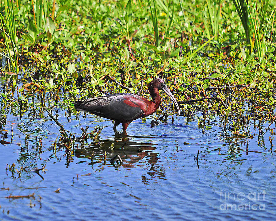 Glossy Ibis Photograph - Gorgeous Glossy by Al Powell Photography USA