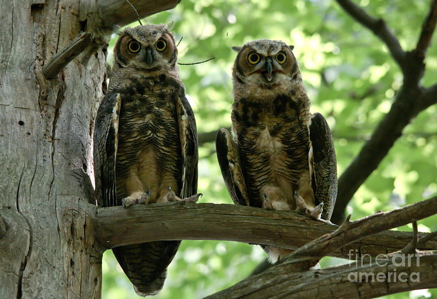 Gorgeous Great Horned Owls Photograph by Cheryl Baxter
