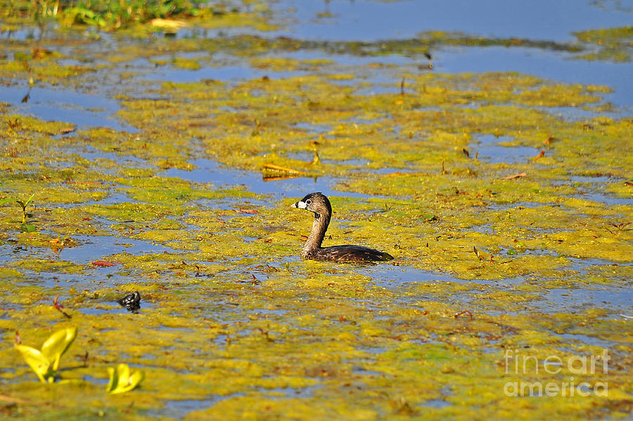 Gorgeous Grebe Photograph by Al Powell Photography USA