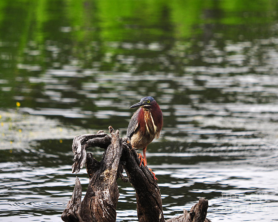 Heron Photograph - Gorgeous Green Heron by Al Powell Photography USA