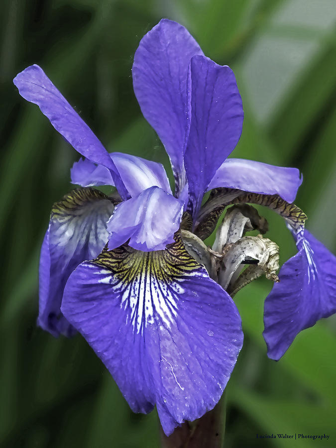 Gorgeous Iris Photograph by Lucinda Walter