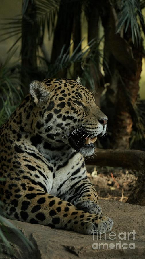 Cat Photograph - Gorgeous Jaguar by MSVRVisual Rawshutterbug