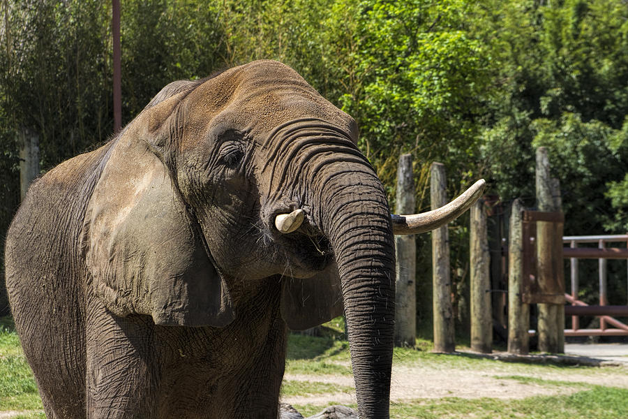 Gorgeous Large Pachyderm Elephant  Photograph by Kathy Clark