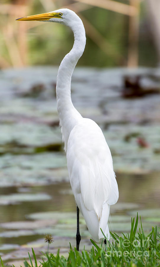 Bird Photograph - Gorgeous n Tall Great White Egret by Sabrina L Ryan