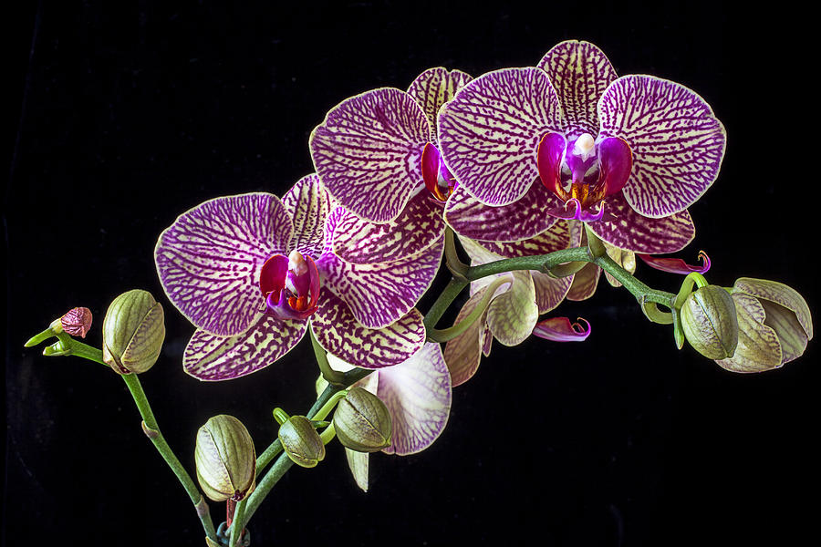 Orchid Photograph - Gorgeous Orchids by Garry Gay