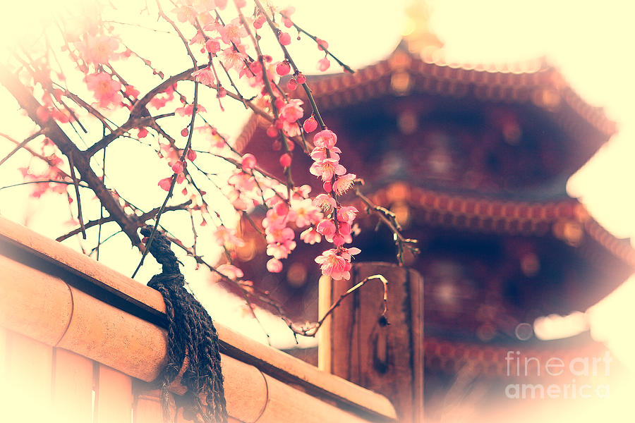 Gorgeous Pagoda and Plum Blossoms with Bamboo Fence Photograph by Beverly Claire Kaiya