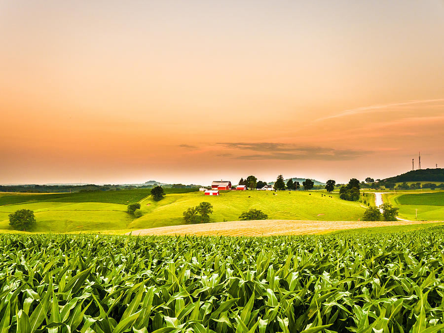 Gorgeous panoramic farm or agricultural scene with a corn field in the foreground and rolling hills with a cow pasture and barns along the orange colored sky horizon. Photograph by Big Joe