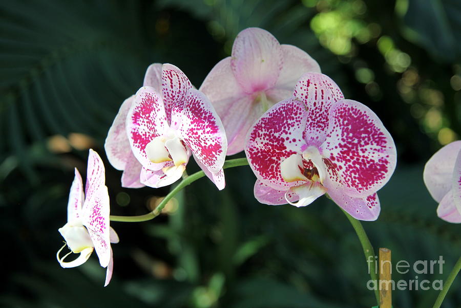 Gorgeous Phalaenopsis Blossoms Photograph by Christiane Schulze Art And Photography