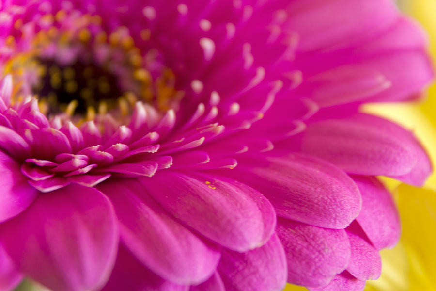 Flower Photograph - Gorgeous Pink Flower by Dana Moyer
