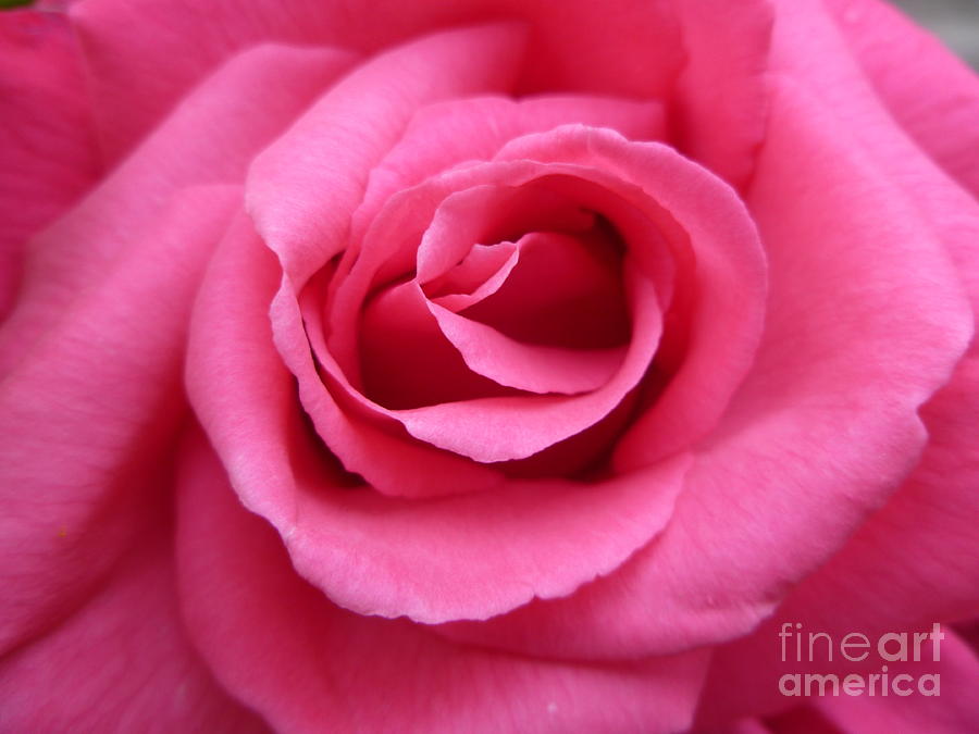 Gorgeous Pink Rose Photograph by Vicki Spindler