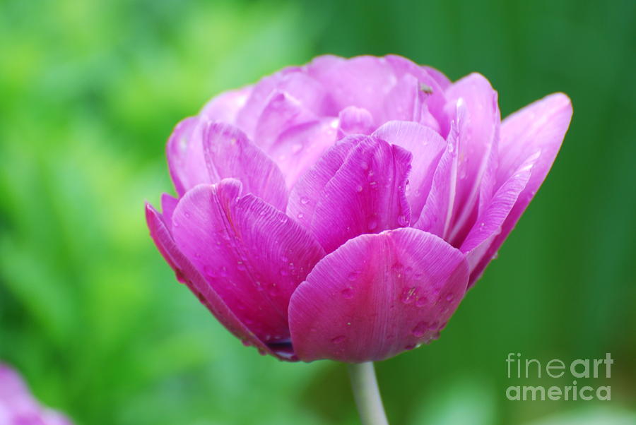 Gorgeous Pink Tulip Photograph by DejaVu Designs