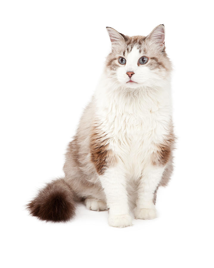 Gorgeous Ragdoll Cat Sitting Photograph by Good Focused