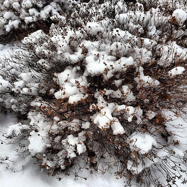 Gorgeous Snow-covered Bushes By Photograph by Arnab Mukherjee