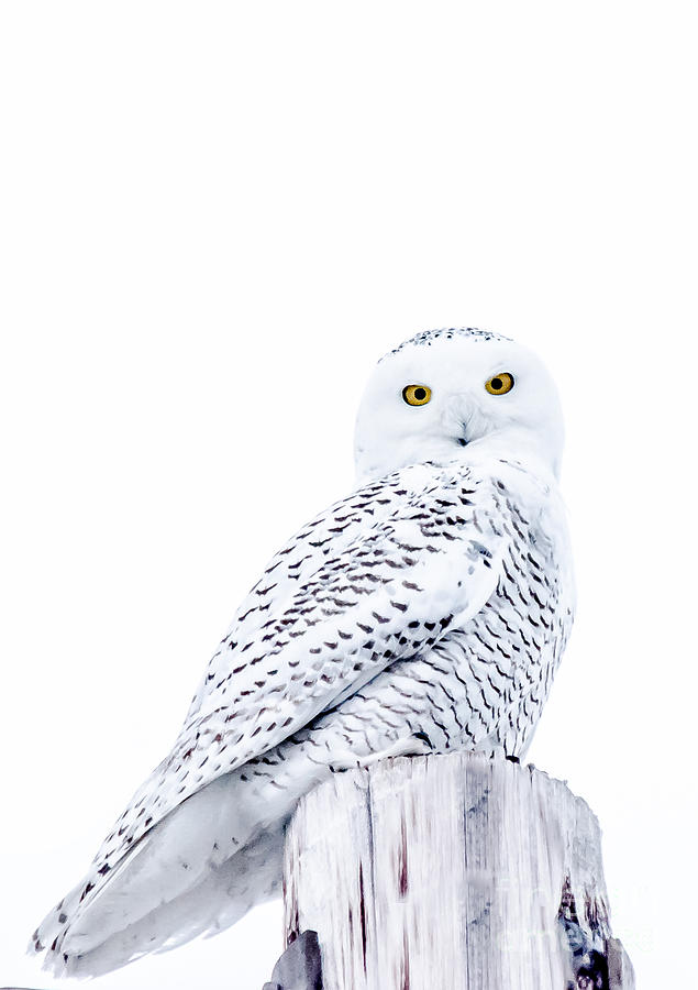 Gorgeous Snowy Owl Photograph by Cheryl Baxter