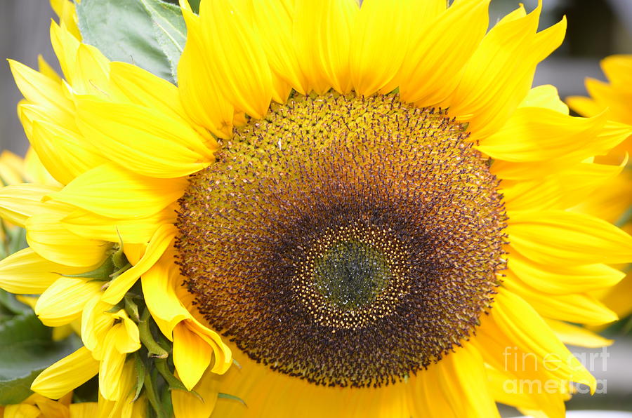 Sunflower Photograph - Gorgeous Sunflower by DejaVu Designs