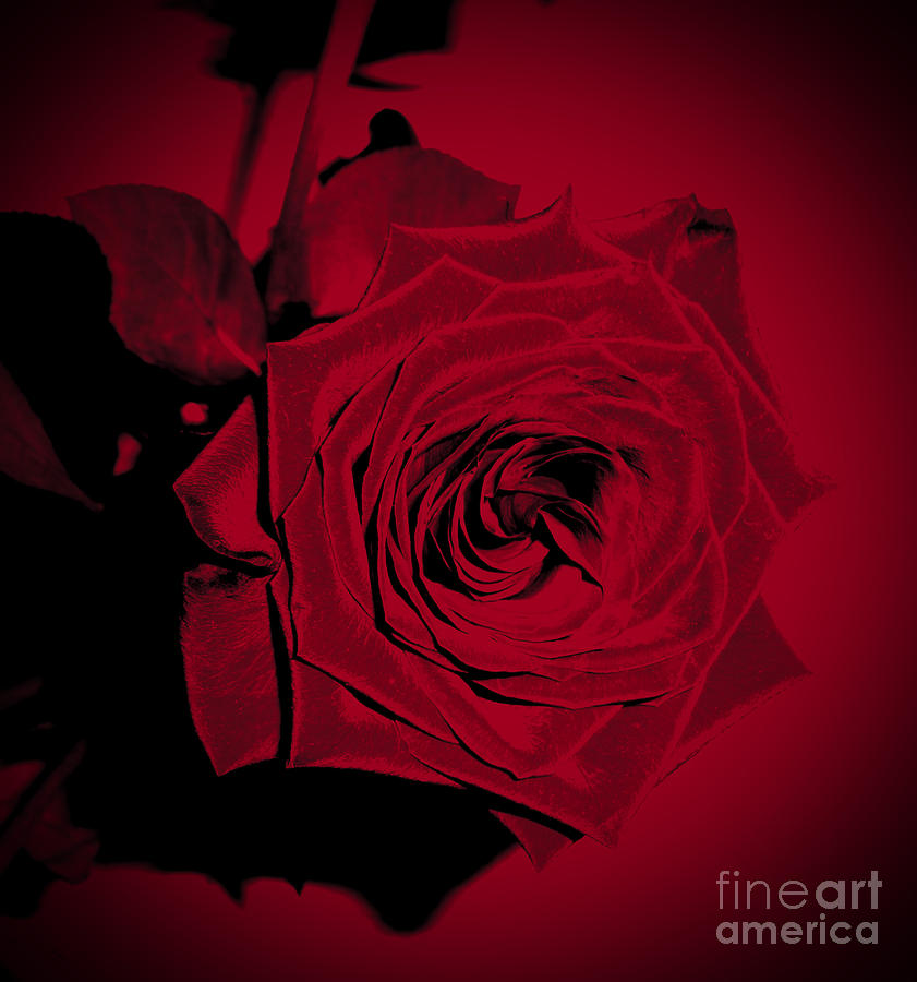 Gorgeous Velvety Red Rose Photograph