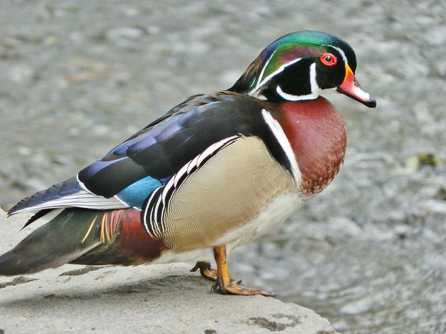 Gorgeous Wood Duck Photograph by VLee Watson