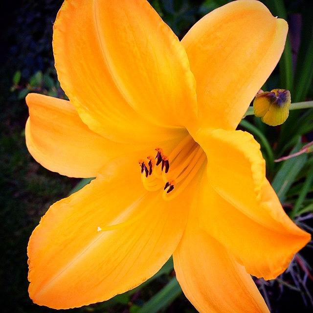 Daylily Photograph - Gorgeous Yellow Day Lily. #daylily by Charlotte Jones