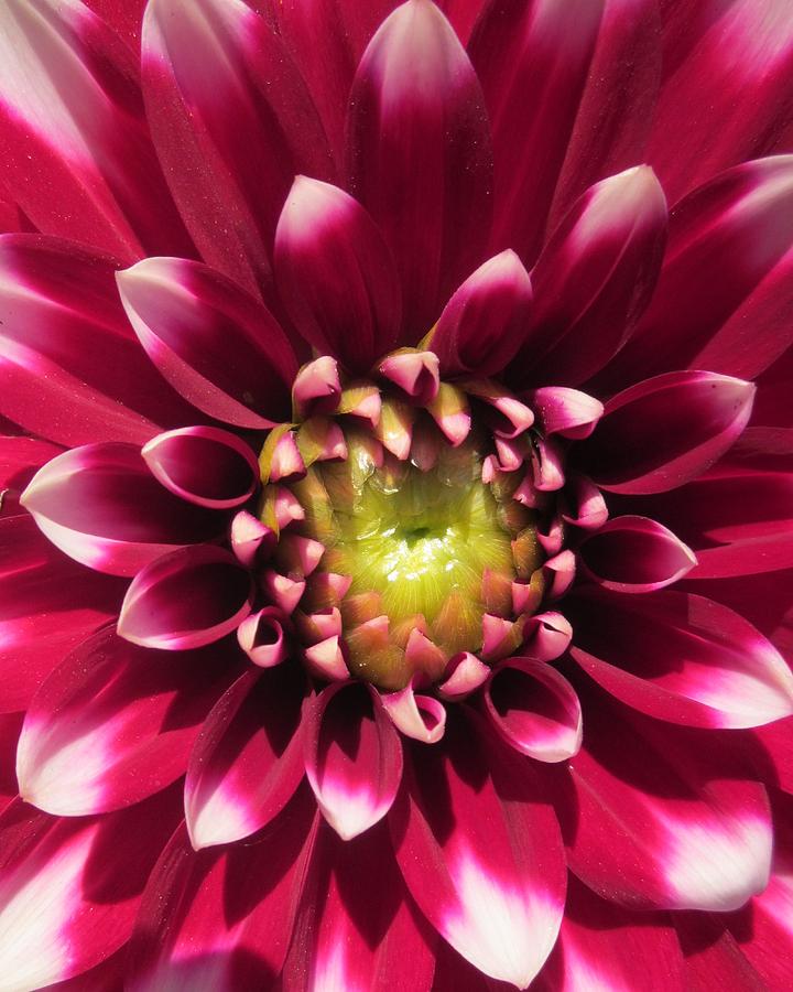 Flower Photograph - Gorgeous.......Maravilloso by Rosita Larsson