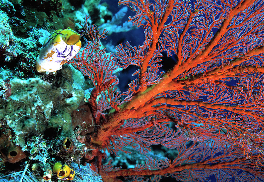 Gorgonian Fan Coral Photograph by Peter Scoones/science Photo Library