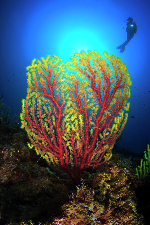 Gorgonian Photograph by Photosub Images