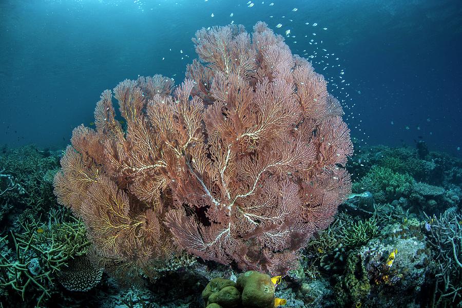 Gorgonian Sea Fan Photograph by Ethan Daniels