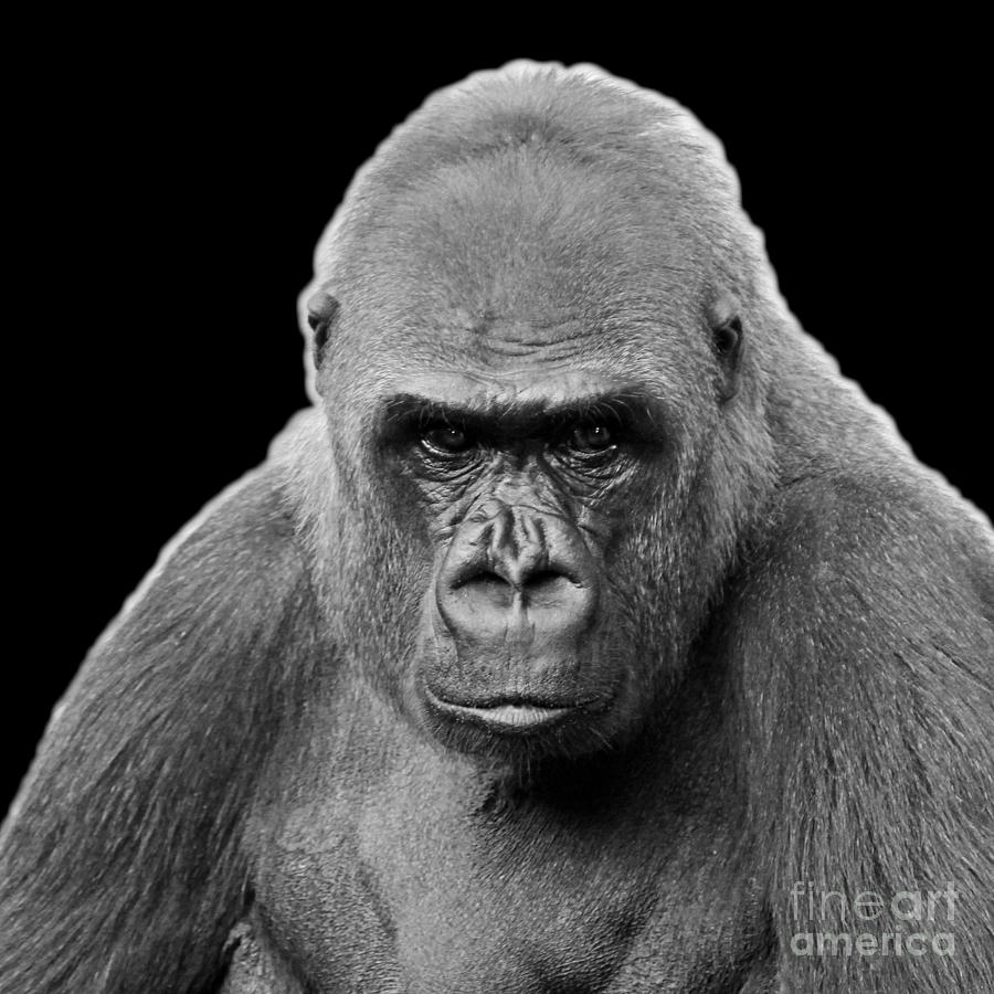 Gorilla - black background Photograph by Cheryl Del Toro
