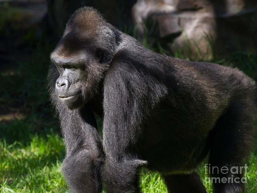 Gorilla 7D8986 Photograph by Wingsdomain Art and Photography