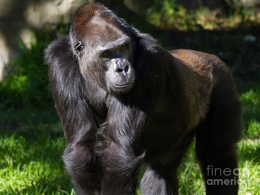 Gorilla 7D8991 Photograph by Wingsdomain Art and Photography