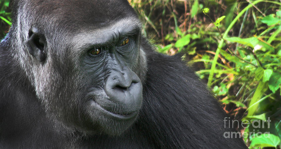 Animal Photograph - Gorilla-9751 by Gary Gingrich Galleries