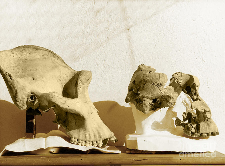 Gorilla And Paranthropus Skulls Photograph by Des Bartlett