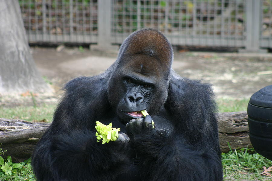 Gorilla Animals of Audubon Zoo New Orleans Louisiana Photograph by Sean