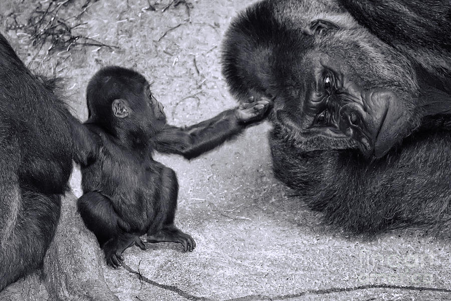 Gorilla Baby and Silverback Father Photograph by Kent Taylor | Fine Art ...