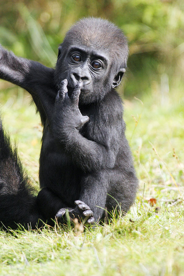 Gorilla Baby Photograph by Duncan Usher
