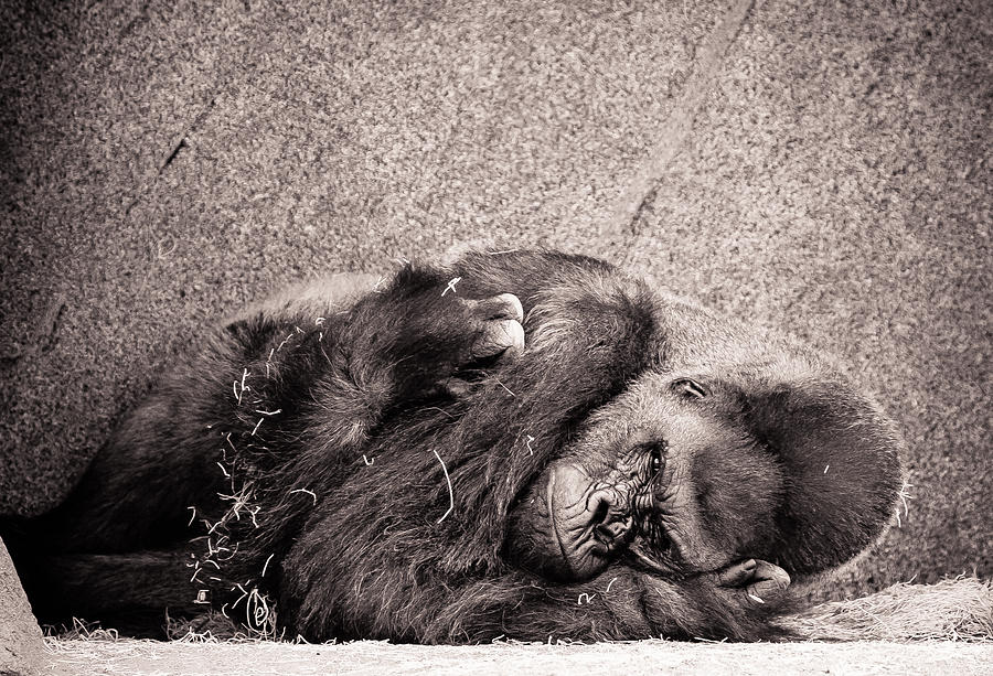 Gorilla BW Photograph by Matthew Onheiber