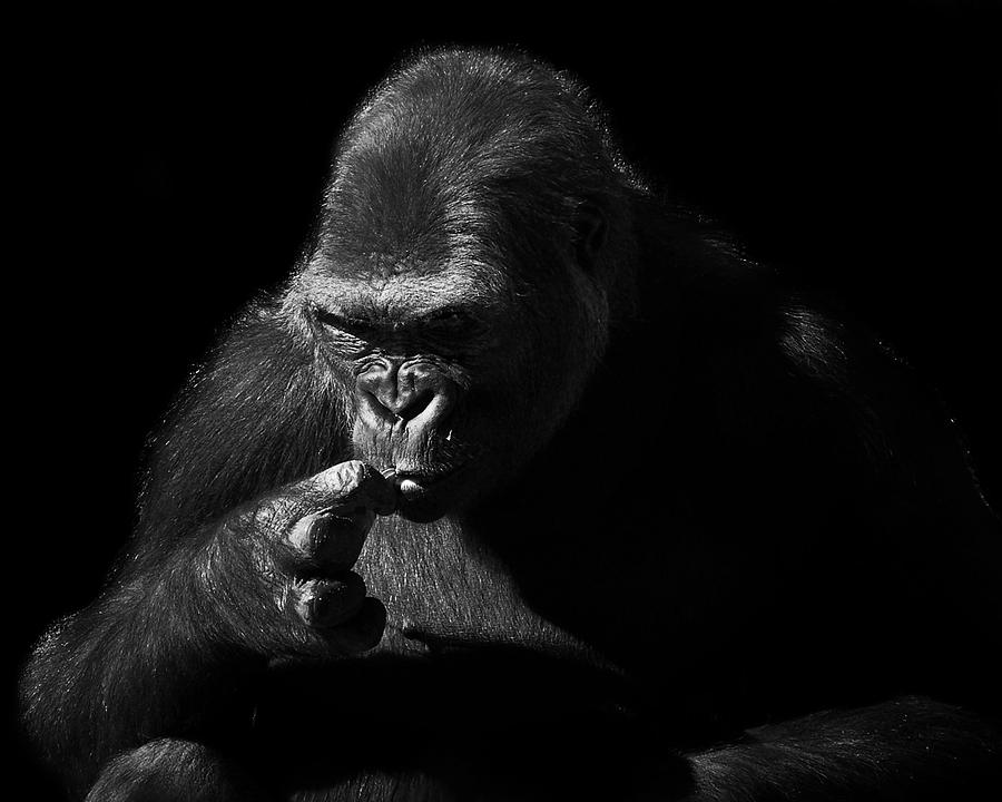 Gorilla Photograph by Camille Lopez