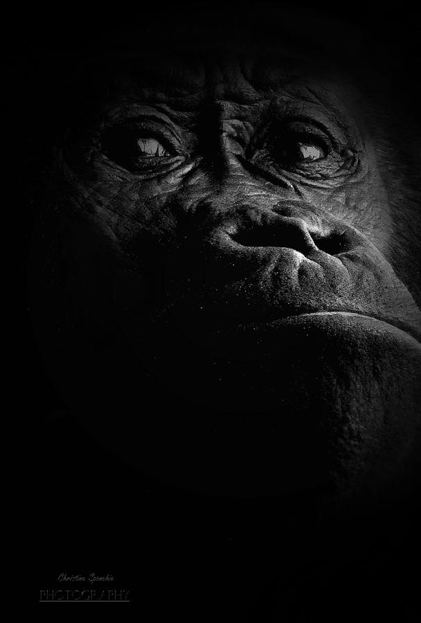 Gorilla Photograph by Christine Sponchia
