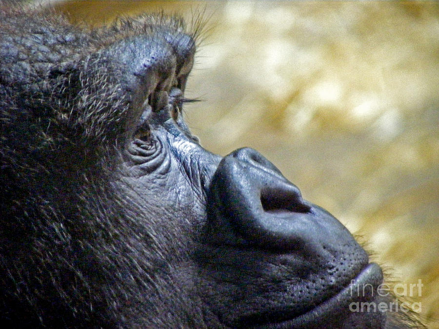 Wildlife Photograph - Gorilla contemplating by Charlene Gauld