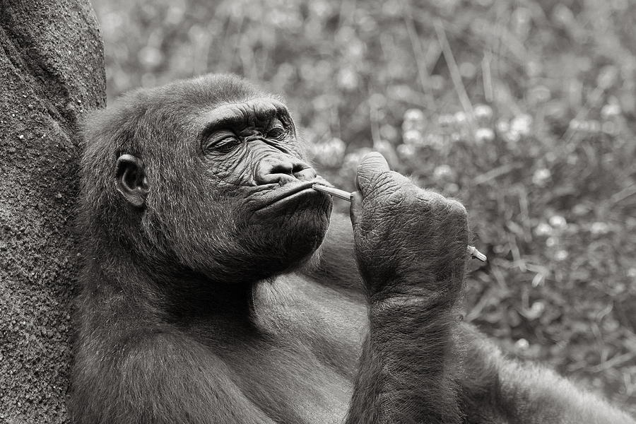 Gorilla Deep in Thought - Black and White Photograph by Angela Rath