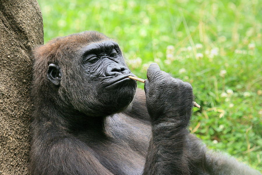Gorilla Deep in Thought Photograph by Angela Rath