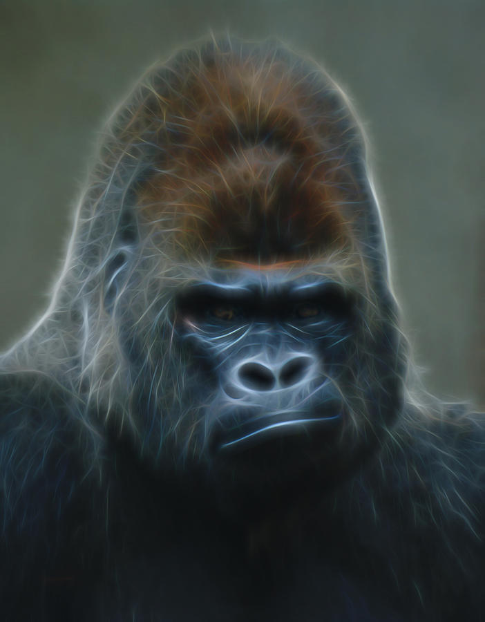 Animal Digital Art - Gorilla Digital Art by Ernest Echols