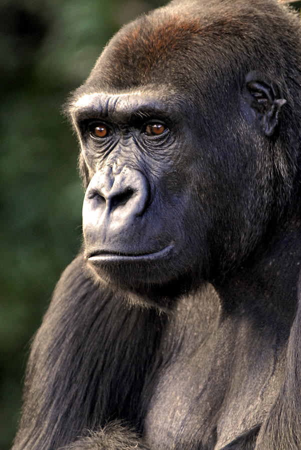Gorilla Photograph by Don Johnson
