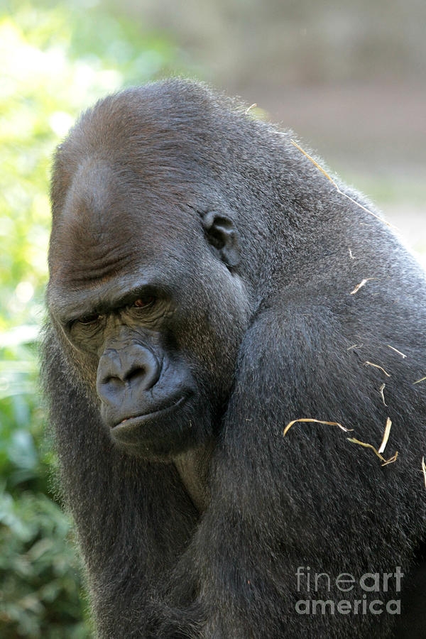 Gorilla  Photograph by Dwight Cook