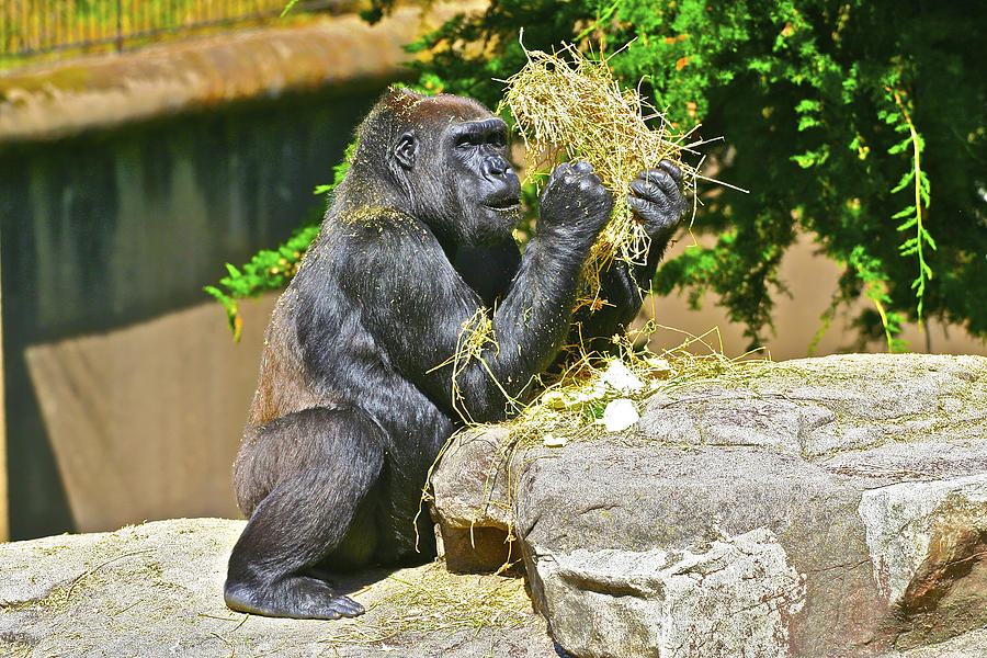 Gorilla Eats Photograph by SC Heffner