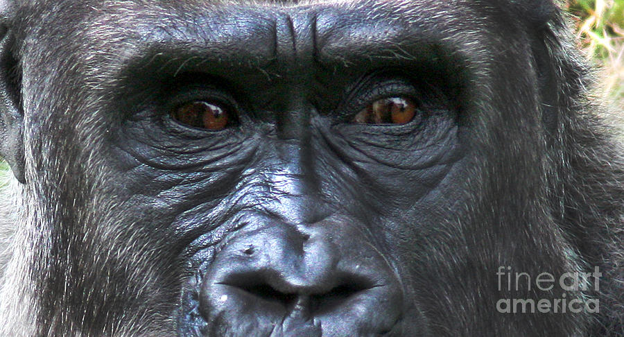 Animal Photograph - Gorilla Eyes-9715 by Gary Gingrich Galleries
