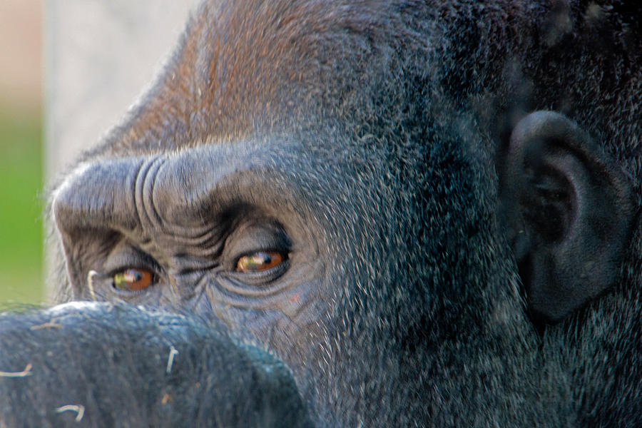Gorilla Eyes Photograph by Jack Nevitt