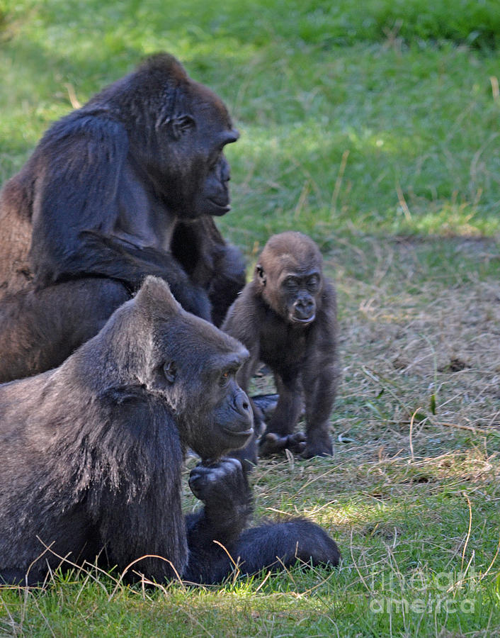 Gorilla Family Relaxing Together Photograph by Jim Fitzpatrick