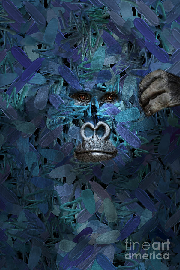 Gorilla - Find Me Series Digital Art by Aimelle Ml